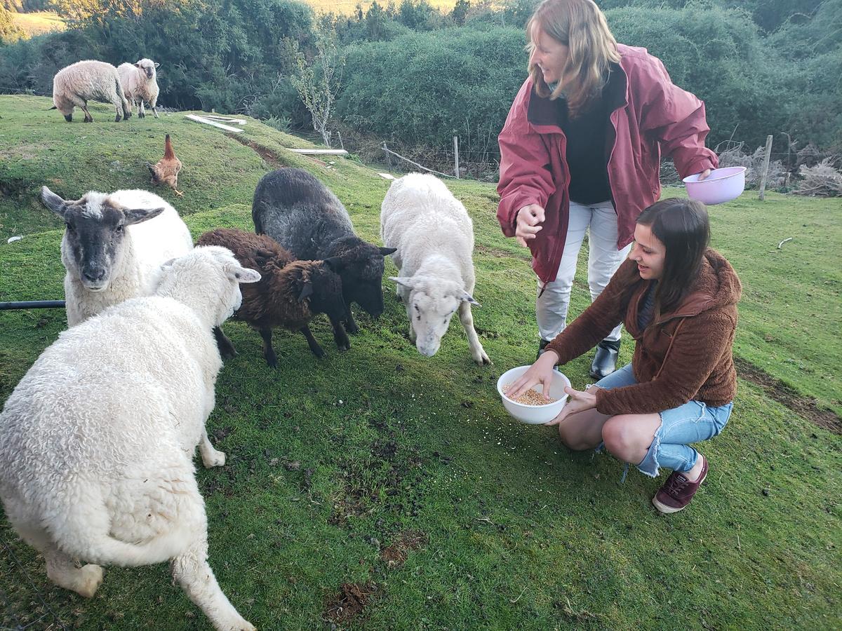 Cabana Nueva En Ancud Chiloe Zewnętrze zdjęcie